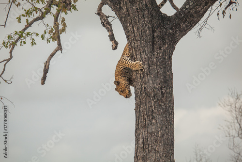Incredible strength of a leopard climbing straight down a big tree in Africa