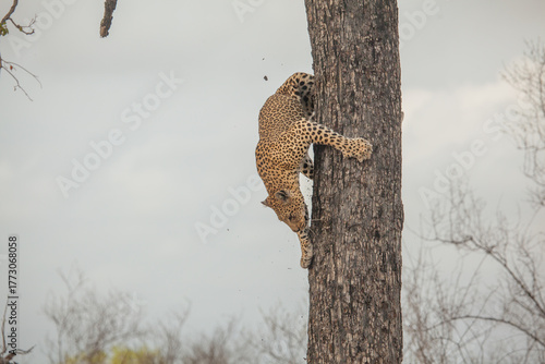 Incredible strength of a leopard climbing straight down a big tree in Africa