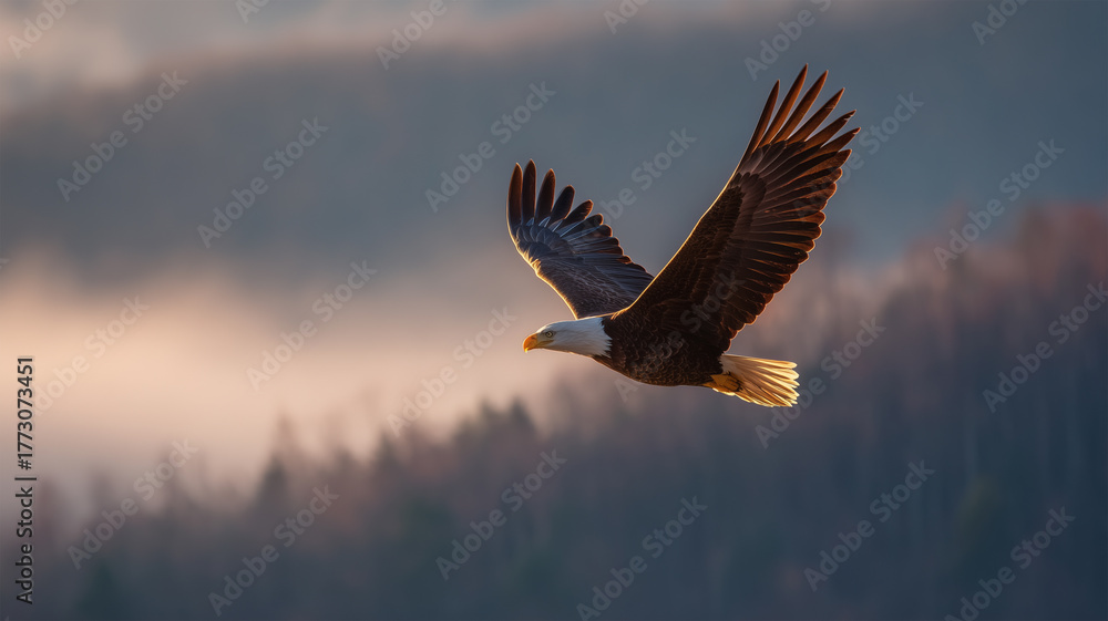 Obraz premium ワシが山稜上空で黄金光を浴び翼を広げ飛翔する