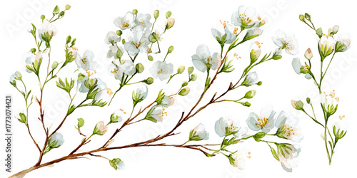 Background with tiny white flowers (gypsophila paniculata), blurred. Flower transparent background	