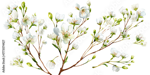 Three delicate watercolor sprigs of baby's breath flowers delicate light yellow and white floral arrangement isolated on transparent background	