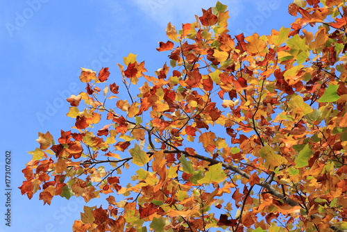 Bright Tulip Tree Autumn Foliage