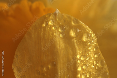 Smoke selective soft focus Yellow narcissus flower petals with water drops. Natural macro blur background.