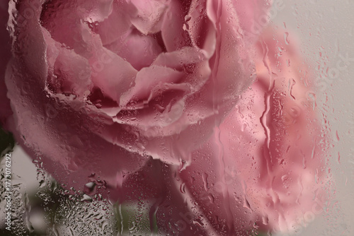 Smoke selected soft focus cream pink Rose Flower through glass with wet flow water drops. Abstract natural blur background.