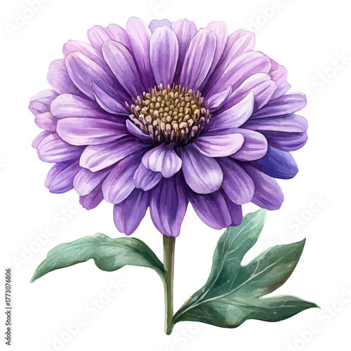 Aster Flower, watercolor illustration vector, isolated on a white background.