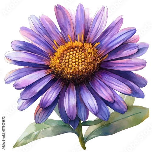 Aster Flower, watercolor illustration vector, isolated on a white background.