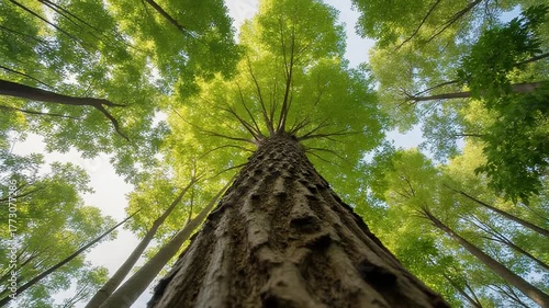 Canopy of Giants: An awe-inspiring view from the forest floor, gazing upwards at the towering trees reaching for the sky, their lush green leaves creating a vibrant canopy against a backdrop of blue.