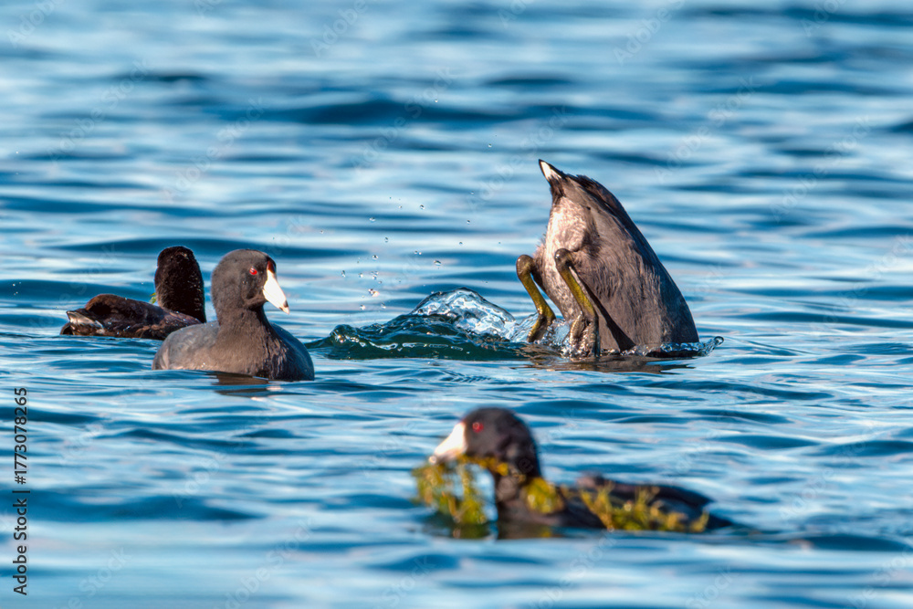 Fototapeta premium American Coot in mid-dive