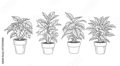 A selection of potted house plants are shown in a line against a white background.