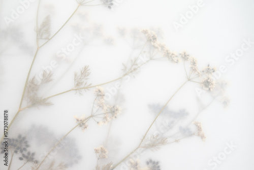 Pressed Dried Flowers as Dreamy Background