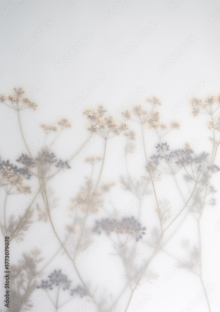Obraz premium Pressed Dried Flowers as Dreamy Background