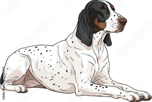 Gascon Saintongeois dog lying down relaxed side view illustration