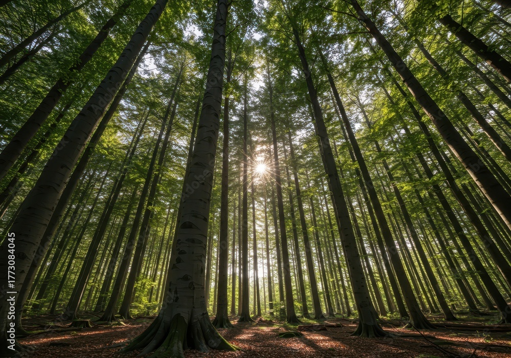 Fototapeta premium Dense stand of towering beech trees reaching toward the sunlight, illustrating sustainable forest management and natural woodland habitat, landscape, tall, silviculture