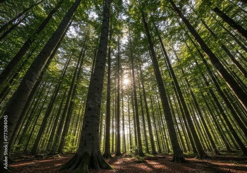 Dense stand of towering beech trees reaching toward the sunlight, illustrating sustainable forest management and natural woodland habitat, landscape, tall, silviculture