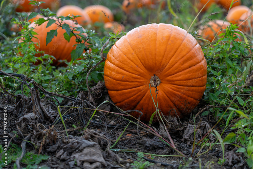 Fototapeta premium A large ripe orange pumpkin rests on the muddy ground, partially surrounded by green weeds and dry vines. The scene captures the autumn harvest and natural growth in the pumpkin patch