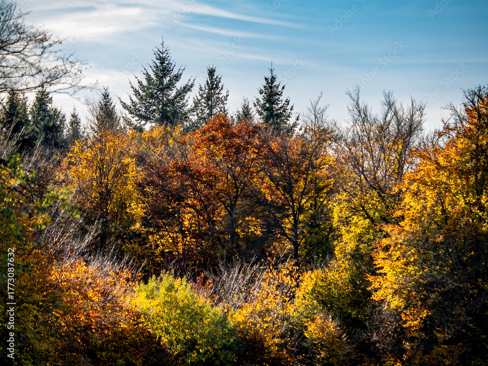 Fototapeta premium Herbstlich gefärbter Mischwald