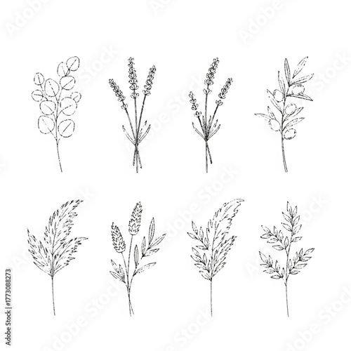 Botanical Line Art Collection (Eucalyptus, Lavender, Olive Branch)