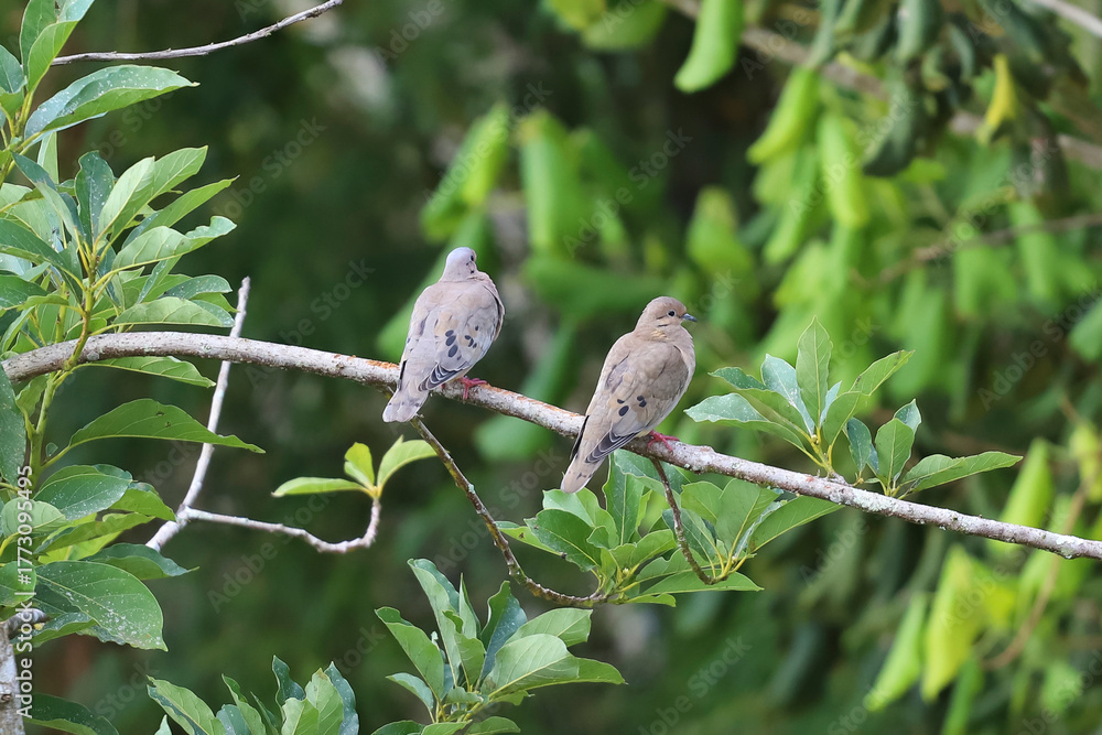 Fototapeta premium A pair of Eared Doves (Zenaida auriculata) perched on a branch among green foliage. Birds with gray and brown feathers and red feet. Wildlife and mating scene.