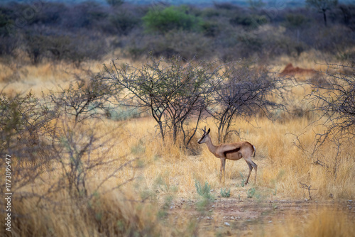 springbok in the wild of namibia
