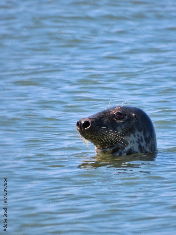 Fototapeta premium seal in water
