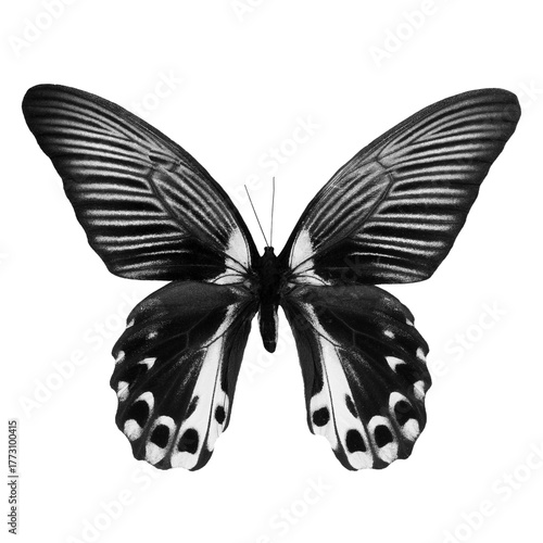 Beautiful tropical swallowtail butterfly black and white isolated on transparent background