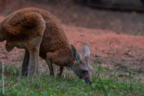 Photography Red Kangaroo Grazing: Close-Up Portrait with Red Earth Background