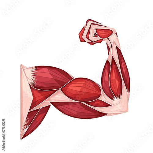 Biceps muscle vector illustration, bodybuilding and fitness concept on transparent background