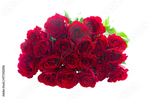 Crimson red rose flowers