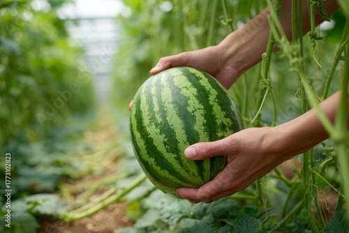 Hands holding a ripe, striped watermelon freshly harvested from a greenhouse.