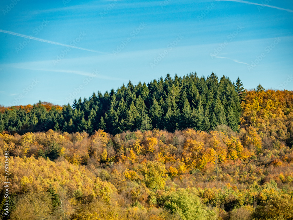 Fototapeta premium Herbstlich gefärbter Mischwald