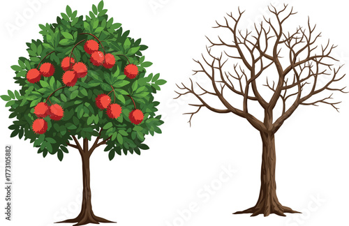 Healthy fruit tree with green leaves and red apples, barren dry tree without leaves, seasonal contrast, growth cycle, nature background illustration