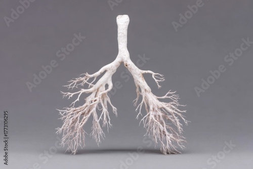 Anatomical Lung Model Detailed Respiratory System Structure for Medical Education Display