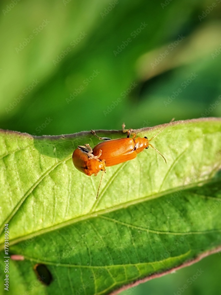 Fototapeta premium fly on leaf