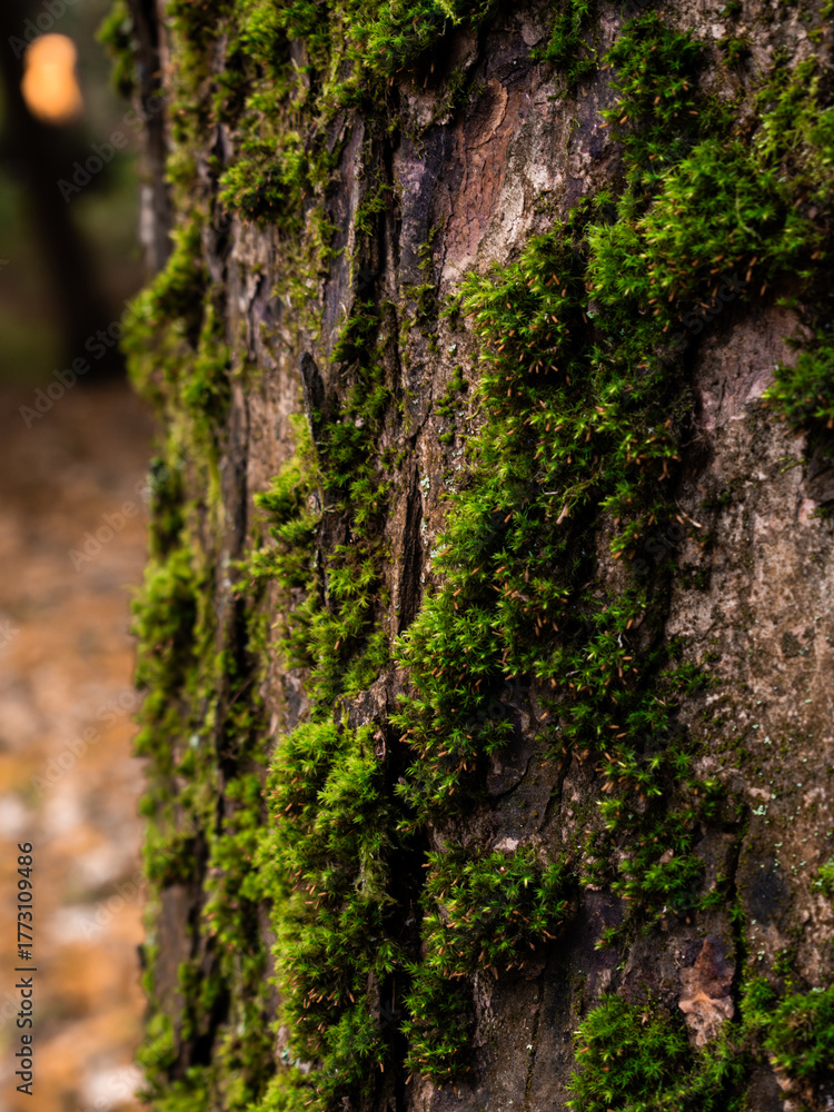 Obraz premium moss on tree