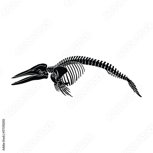 Whale Skeleton Silhouette Vector Isolated