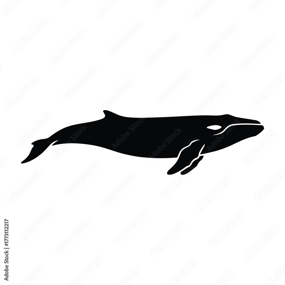 Obraz premium Fin Whale Sleek Silhouette Vector