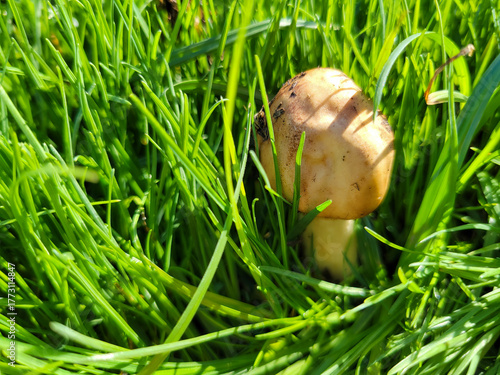 Obraz na płótnie Parasol mushroom with a closed protective cap growing green blades of grass afte