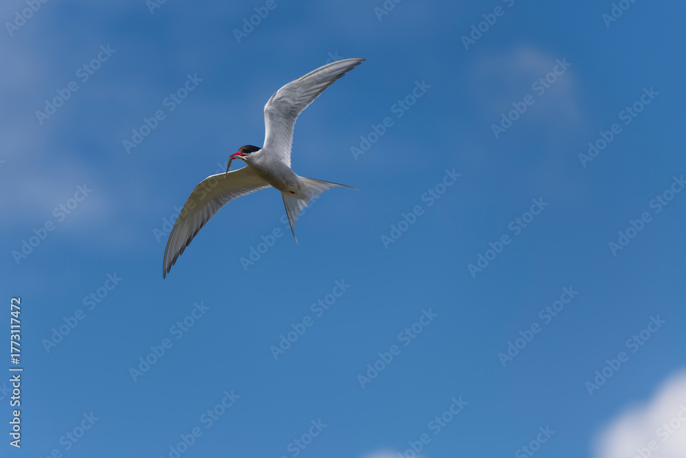 Obraz premium Birds in flight with fish