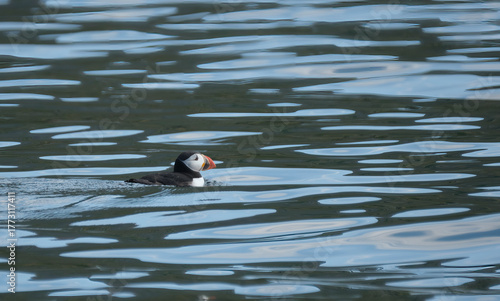 Puffins in Iceland