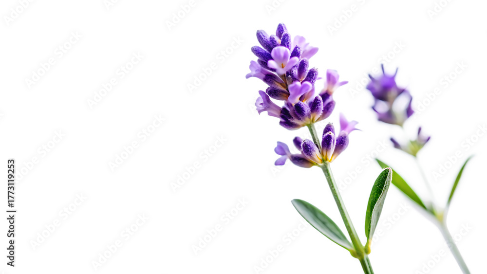 Naklejka premium Lavender Flowers, Purple with Green Leaves, cutout, PNG isolated on transparent background