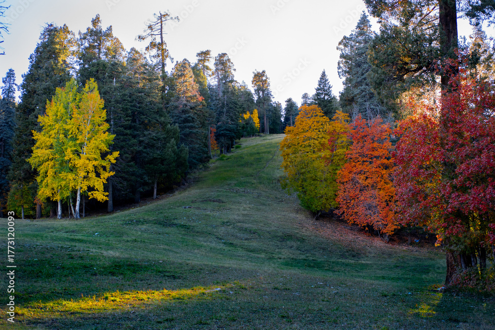 Naklejka premium Autumn forest with colorful trees on a mountain hillside in Arizona
