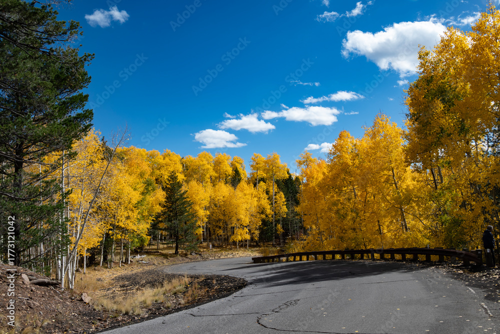 Obraz premium road in autumn