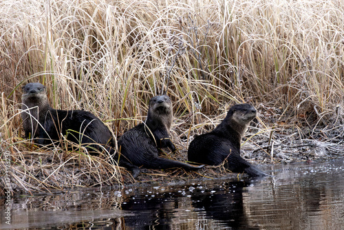 North American river otter Lontra canadensis family on river bank