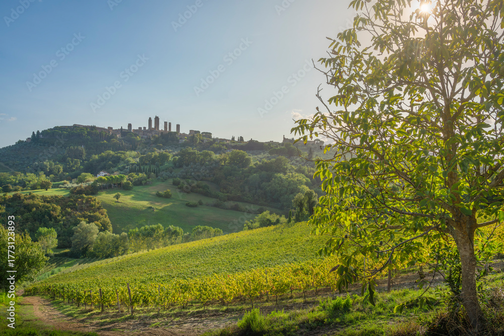 Obraz premium Vineyard and Tree view and San Gimignano Towers in background, Tuscany