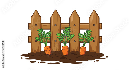 Three carrots growing behind a small wooden picket fence illustration