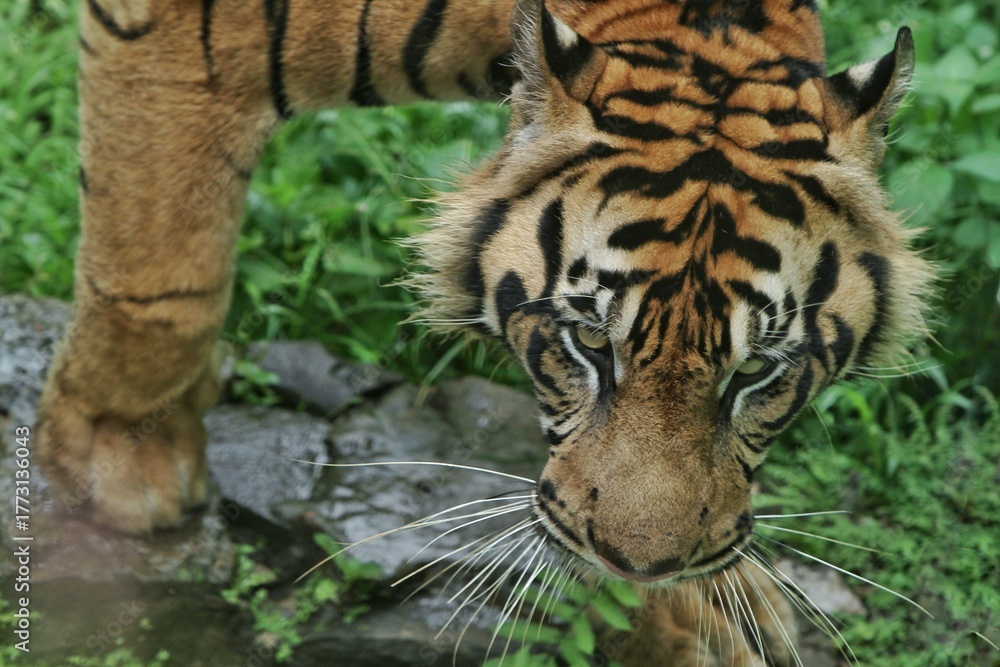Naklejka premium close up of a Sumatran tiger staring intently