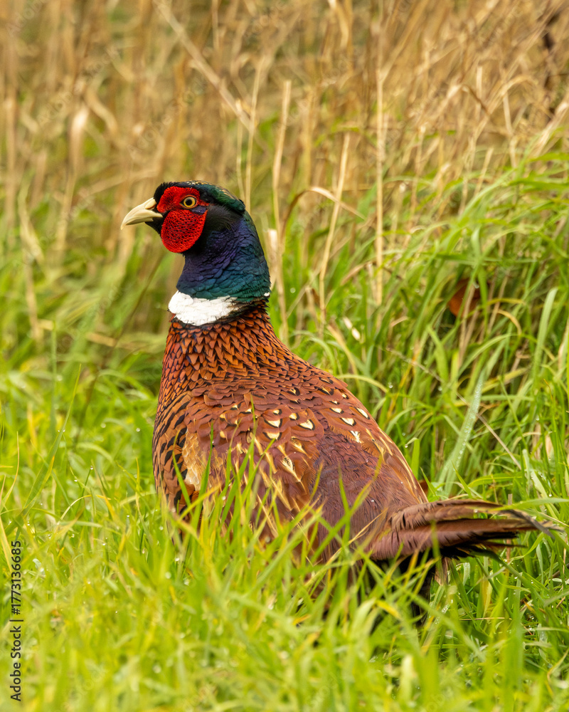 Naklejka premium Cock pheasant in close up portrait. Walking amongst grass.