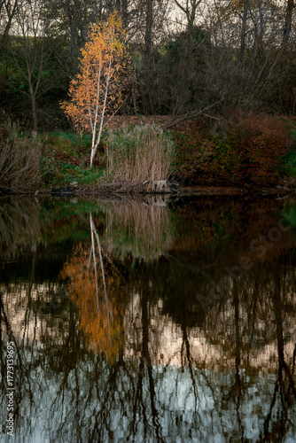 A birch tree in all its glory by a pond. Autumn landscape. A local, picturesque landscape. A fishing area. The reflections in the water are stunning.