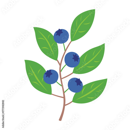 Blueberry plant branch with leaves and berries flat illustration isolated vector