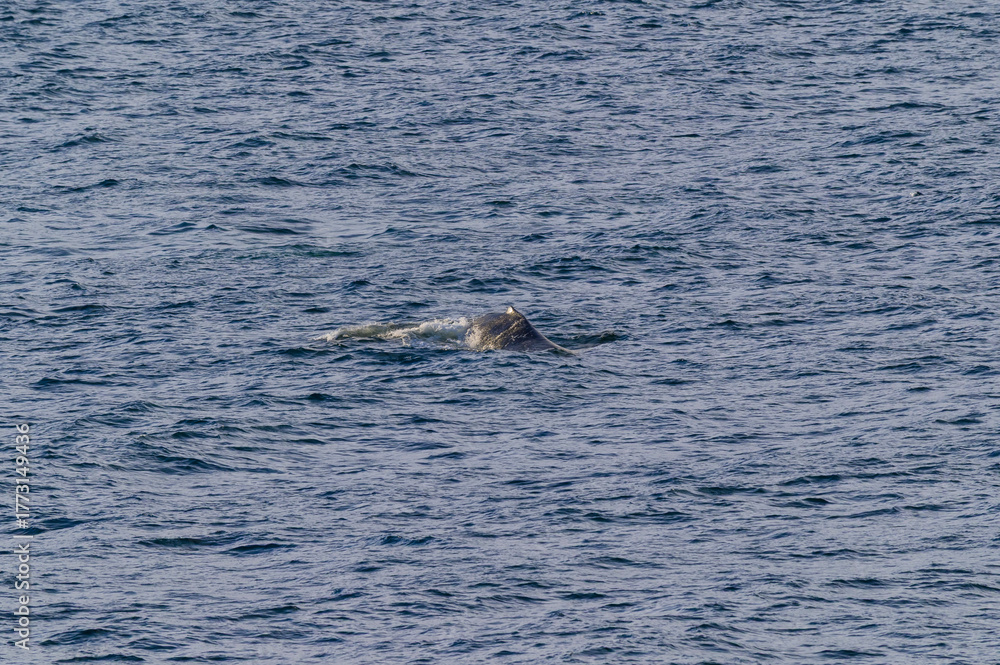 Fototapeta premium Humpback Whale Back Surfaces in Seymour Narrows in the Strait of Georgia, near Vancouver, British Columbia, Canada.
